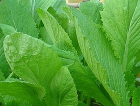Cải bẹ xanh
