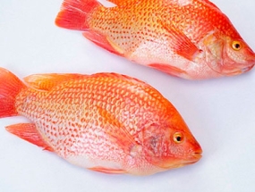 Cá Diêu Hồng