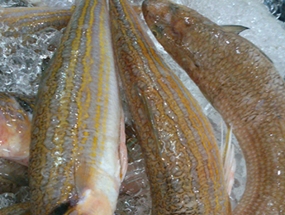 Cá mối