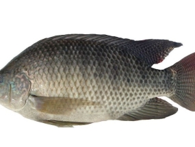 Cá rô phi