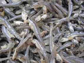 Khô cá cơm