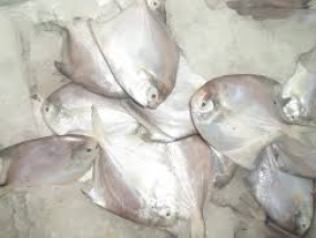 Cá chim nhỏ
