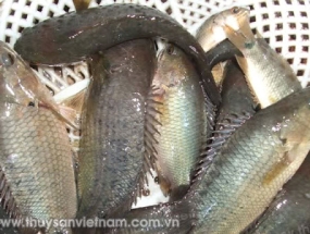 Cá rô đồng