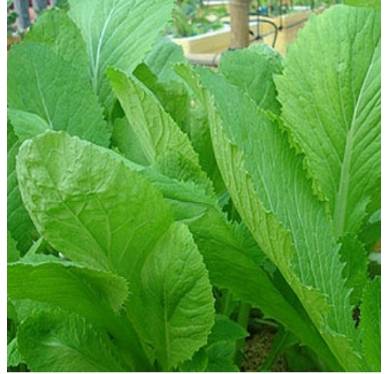 Cải bẹ xanh