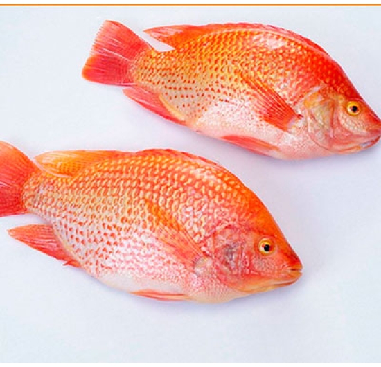 Cá Diêu Hồng