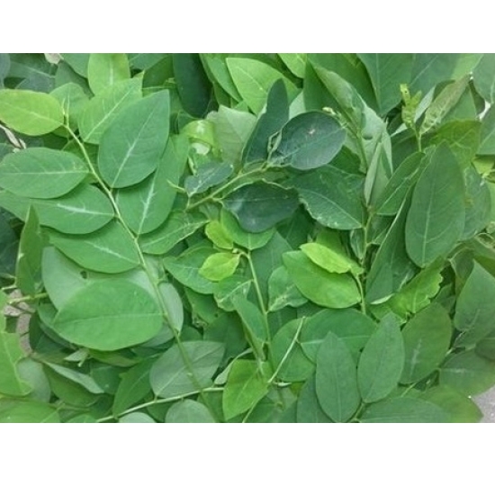 Bồ ngót