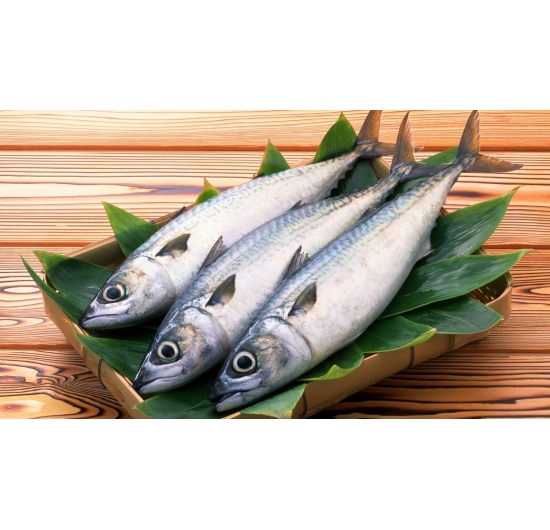 Cá ngừ