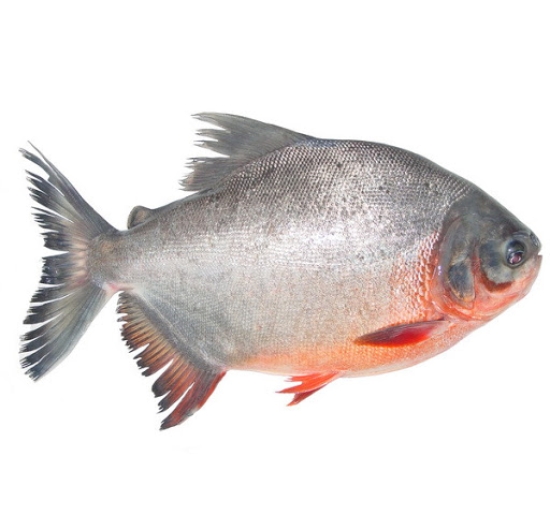 Cá chim