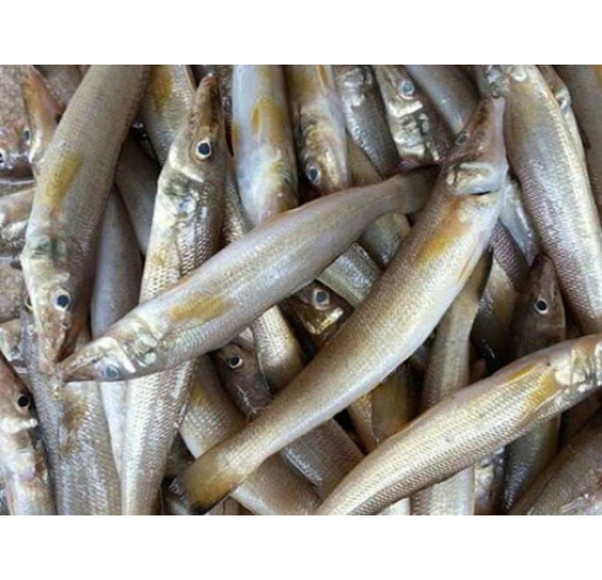 Cá bống biển